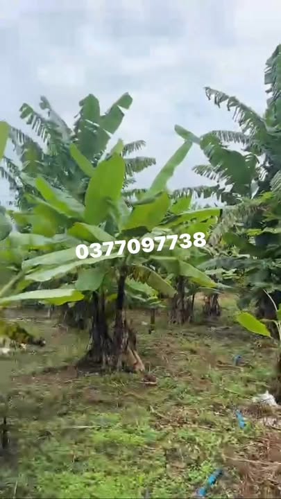 Đất Thổ Cư Gia Tân 1, Thống Nhất 190m² giá 2.85 tỷ - Sổ đỏ chính chủ