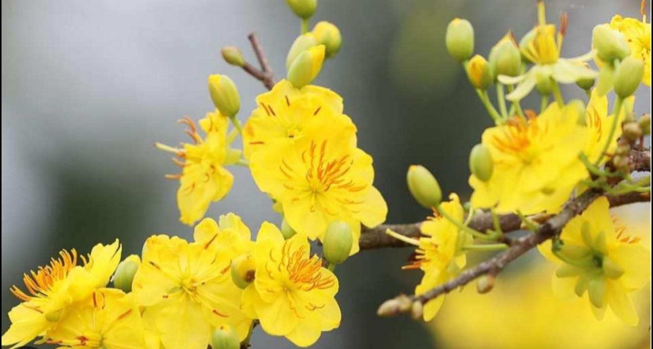 Đất nền mặt tiền Nguyễn Thị He, Củ Chi 281m² giá 2 tỷ - Cơ hội đầu tư hấp dẫn!