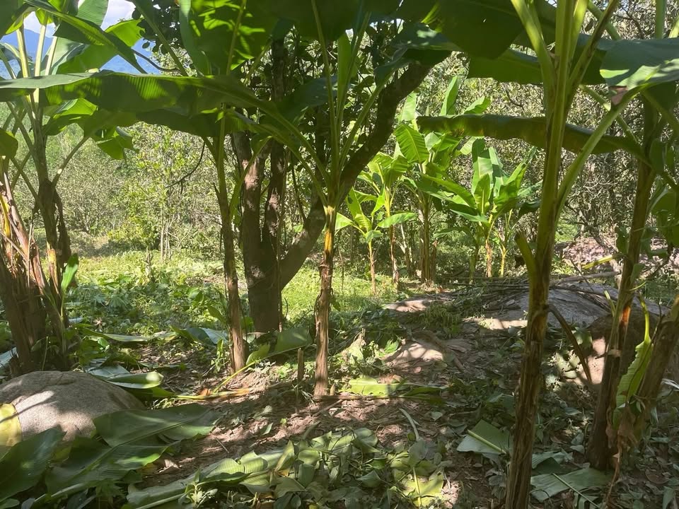 Đất Farm Khánh Thượng 1ha giá 1.2 tỷ - Thiên đường nghỉ dưỡng sinh thái!