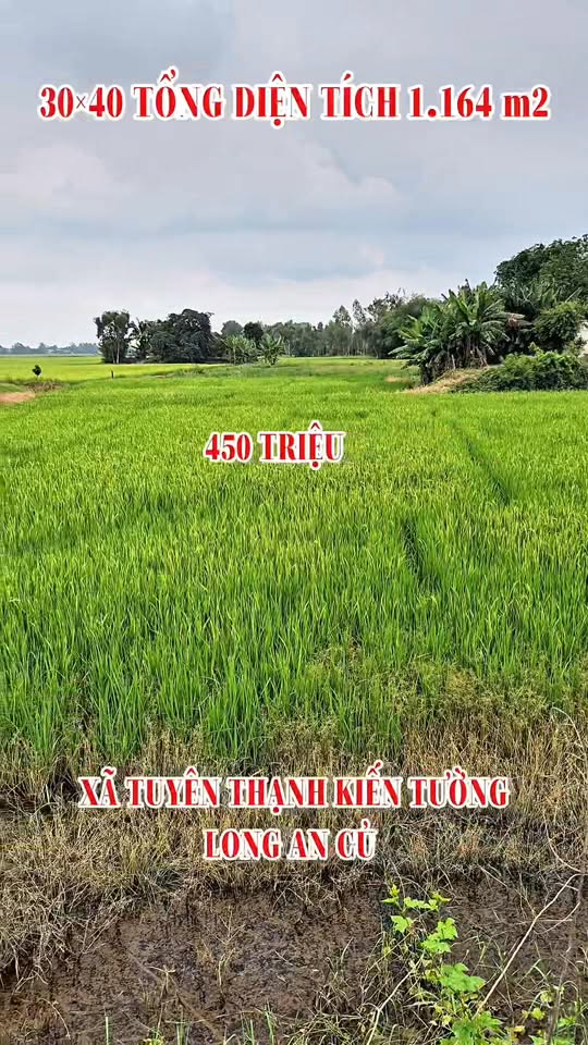 Đất nền mặt tiền xã Tuyên Thạnh, Kiến Tường 1164m² giá 450 triệu - Cơ hội đầu tư hấp dẫn!