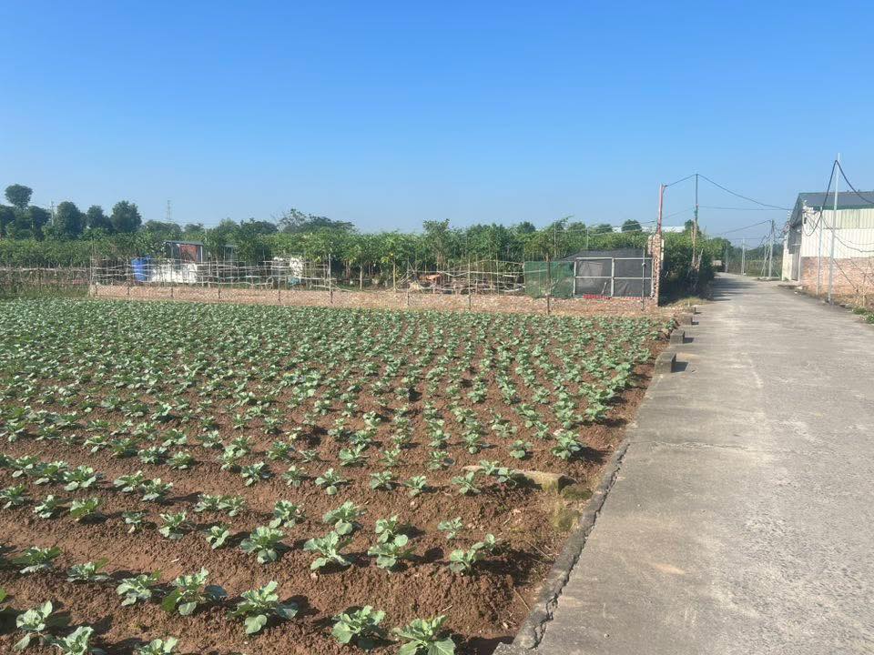 Đất nền 648m² xã Song Phương, Hoài Đức - Sổ hồng chính chủ, giá thỏa thuận!