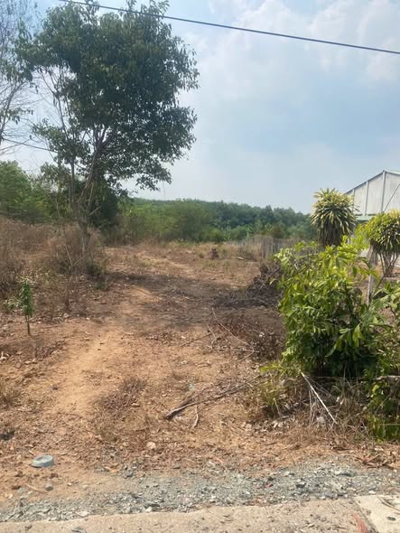 Đất nền Thanh An Dầu Tiếng 18.000m² giá chỉ 1 tỷ - Cơ hội đầu tư tuyệt vời!