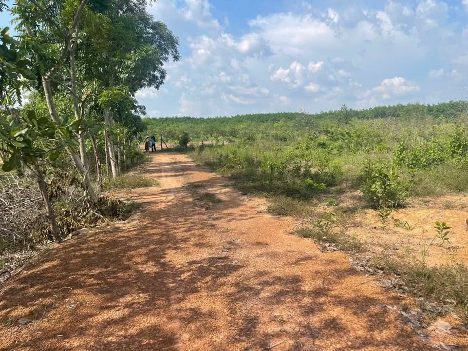 Đất nền Lộc Thạnh Lộc Ninh 10.000m² giá 1.5 tỷ - Đất 2 mặt tiền, cơ hội đầu tư tuyệt vời!