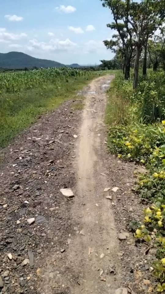 Đất Farm 10ha tại Hàm Cần, Hàm Thuận Nam, Bình Thuận giá chỉ 8 tỷ - Cơ hội đầu tư sinh lời!