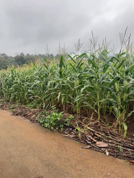 Đất nền Đức Bình, Đắk Mil 300m² giá 720 triệu - Đầu tư sinh lời tốt!