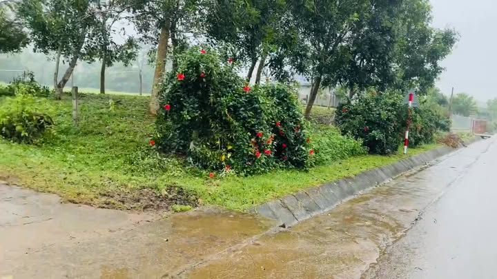 Đất nền Nghĩa Lợi 225m² giá chỉ 200 triệu - Cạnh nhà văn hóa!