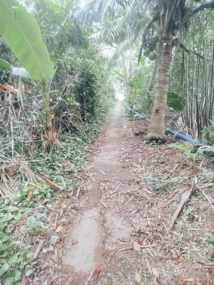 Đất Lương Hoà, Giồng Trôm 16800m² - Đầu tư sinh lời với cây trái đang thu hoạch!