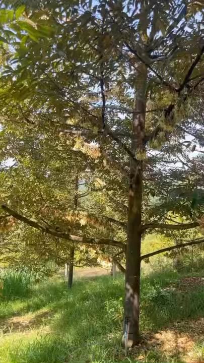 Đất 2 mặt tiền Phước Lộc, Đạ Huoai 20.000m² giá 6,7 tỷ - Cơ hội đầu tư tuyệt vời!