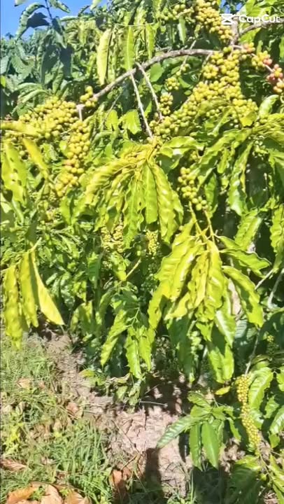 Đất nền 1ha tại Tân Văn, Lâm Hà - Giá 4.2 tỷ, sổ đỏ chính chủ!