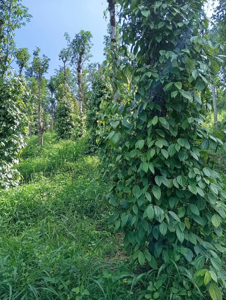 Đất nền 500m² Quảng Tâm Tuy Đức giá 550 triệu - Đầu tư sinh lời tuyệt vời!