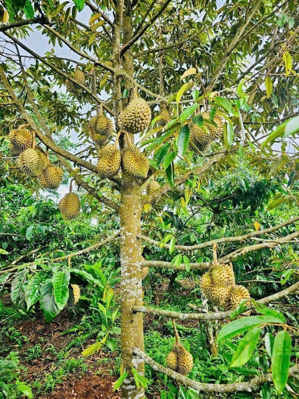 Nhà vườn 2000m² tại Chơn Thành giá 500 triệu - Cơ hội đầu tư tuyệt vời!