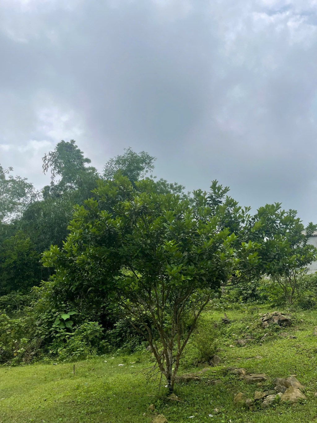 Bán lô đất nghỉ dưỡng 2000m² Phú Vinh, Tân Lạc, Hòa Bình - Giá tốt, pháp lý rõ ràng!