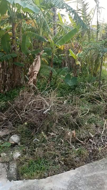 Đất nền Quảng Văn 192m² giá chỉ 400 triệu - Gần trường học, khu dân cư đông đúc!