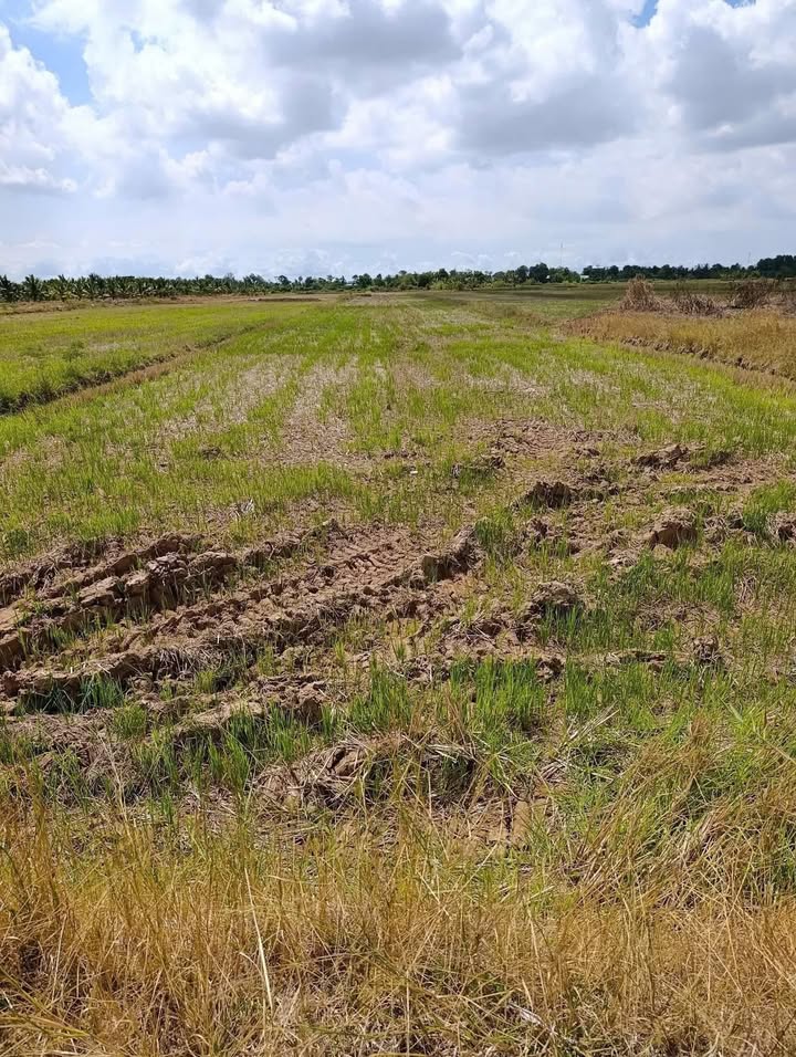 Đất ruộng 2 công 6 Vĩnh An 2650m² giá 650 triệu - Cách lộ nhựa chỉ 800m!