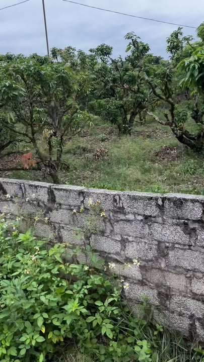 Đất nền Nghĩa Hồ Bắc Ninh 371m² giá 816 triệu - Tiềm năng sinh lời cao!