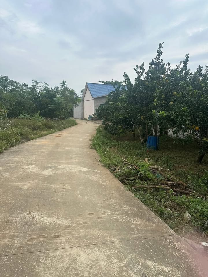 Đất nền xóm Mền, xã Yên Trị 1843m² giá 1.5 tỷ - Cơ hội đầu tư sinh lời cao!