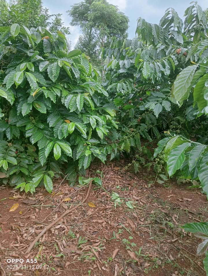 Đất nền Quảng Tâm Tuy Đức 23,000m² - Đầu tư sinh lời lớn!