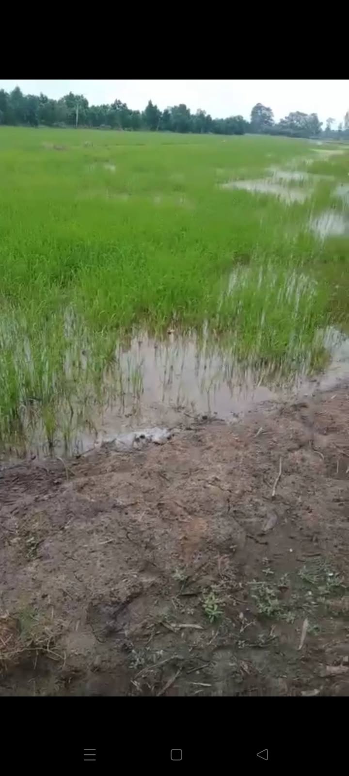 Đất nông nghiệp 6.000m² xã Mỹ An - Giá 1.62 tỷ, vị trí đẹp gần chợ