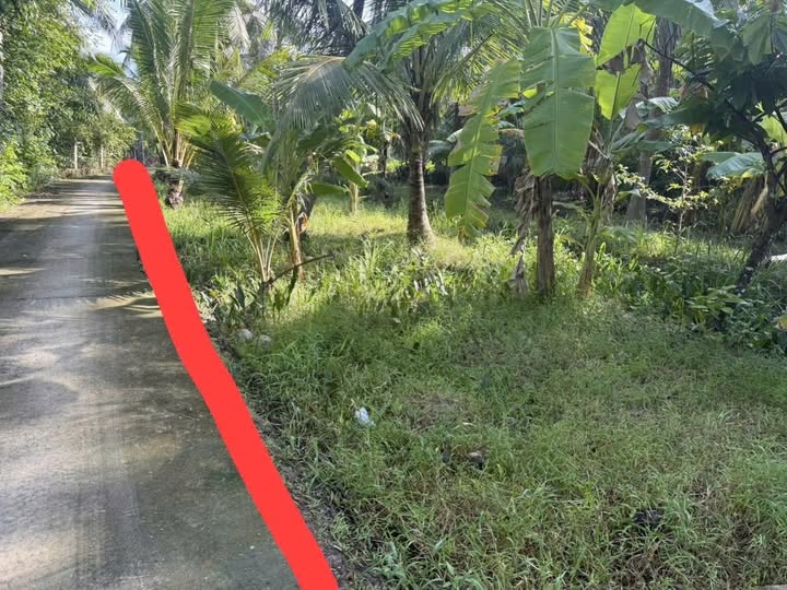 Đất nền Thạnh Ngãi, Mỏ Cày Bắc 1353m² giá 610 triệu - Cơ hội đầu tư tuyệt vời!