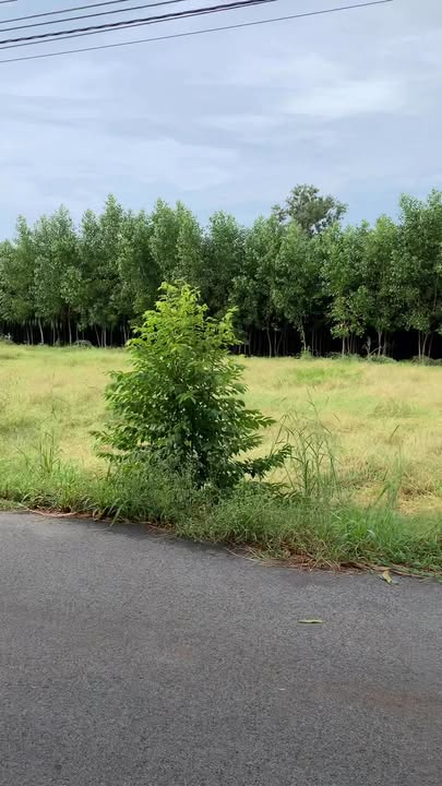 Đất nền Láng Dài, Đất Đỏ 125m² giá thỏa thuận - Cơ hội đầu tư hấp dẫn!