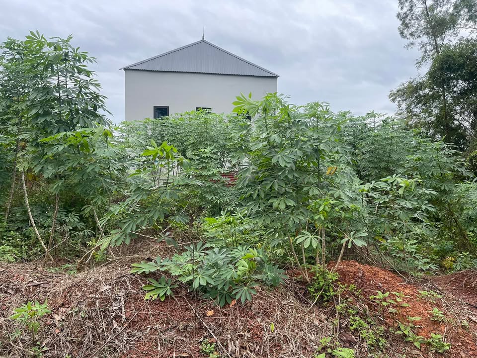 Đất nền Xuân Hương Lạng Giang 185m² giá 700 triệu - Đường ô tô vào tận nơi!