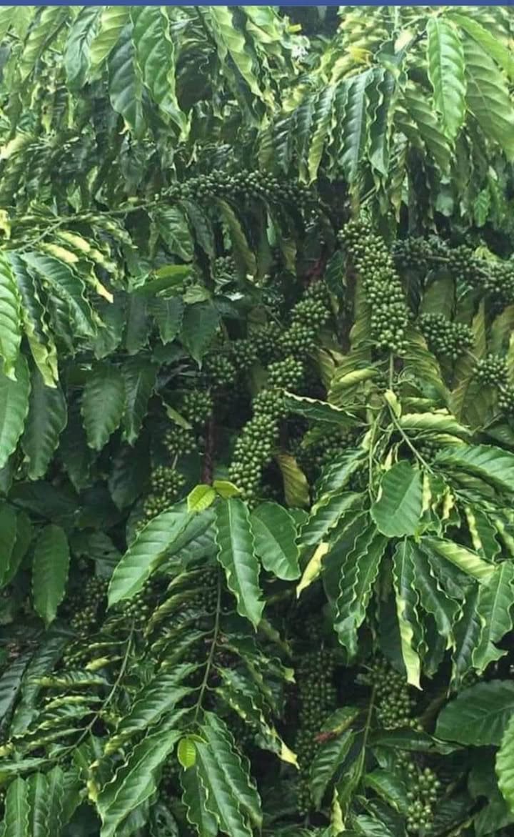 Đất ở Đại Lào Bảo Lộc 13,000m² giá 8.1 tỷ - Cơ hội đầu tư tuyệt vời!