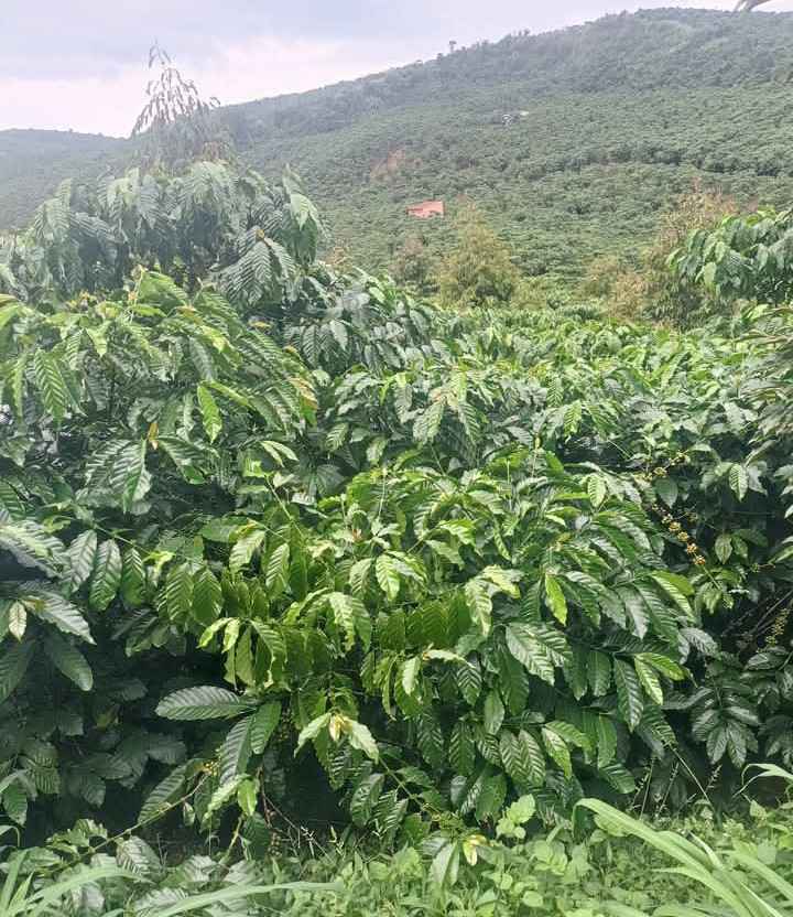 Đất thổ cư Lộc Ngãi 6000m² giá 420 triệu - Sổ đỏ chính chủ!