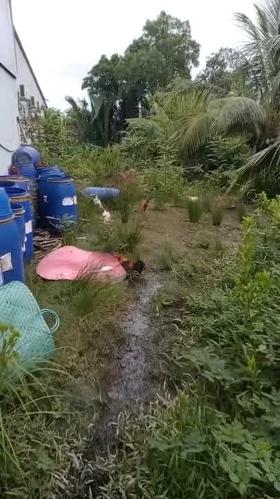 Đất nền ấp Nguyễn Quy, Cái Nước 270m² giá chỉ 120 triệu - Đầu tư sinh lời ngay!