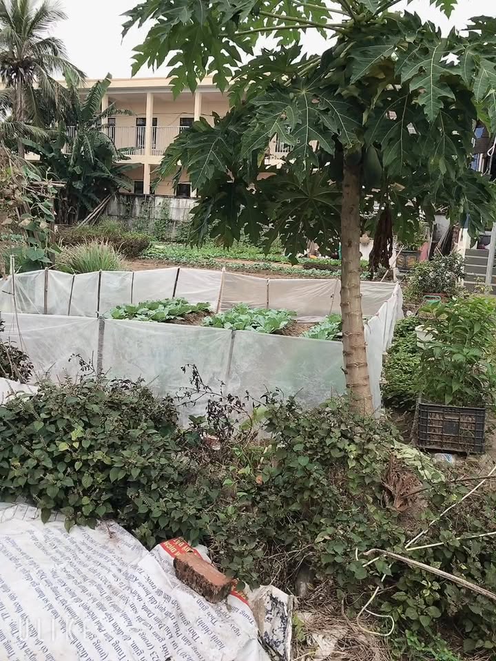 Đất nền Tân Trào, Kiến Thụy 200m² giá 2.514 tỷ - Cơ hội đầu tư hiếm có!