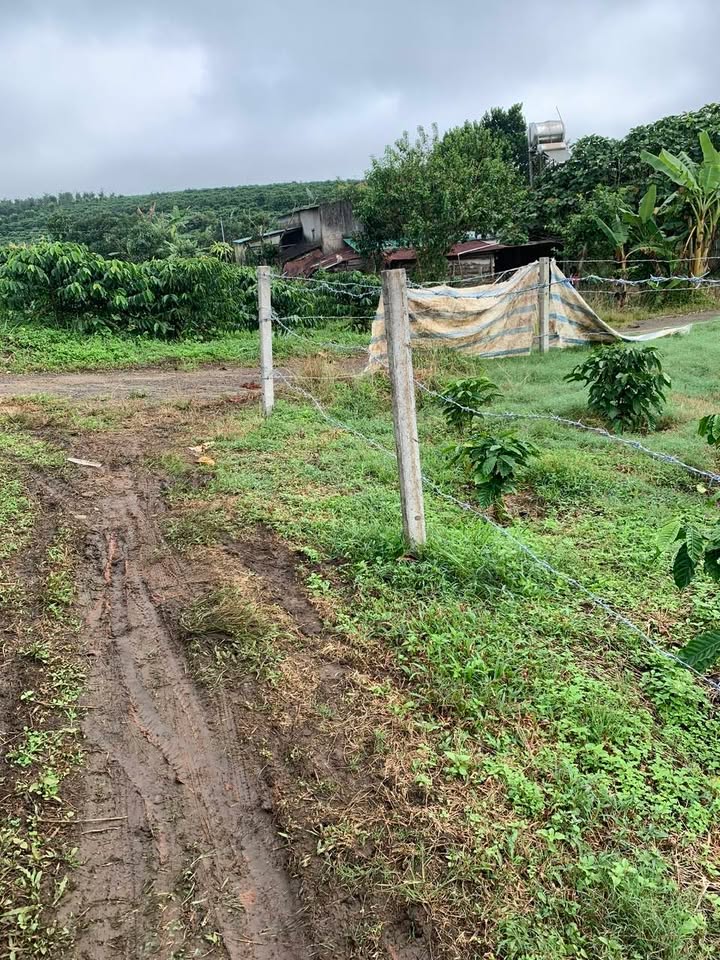 Bán gấp Farm tại Lộc Ngãi, Bảo Lâm, Cao Bằng 1ha - Cơ hội kinh doanh lớn!