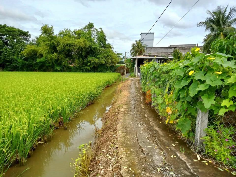 Nhà vườn 472m² tại ấp Thạnh Phú, Gò Công Tây chỉ 570 triệu - Đầu tư lý tưởng!