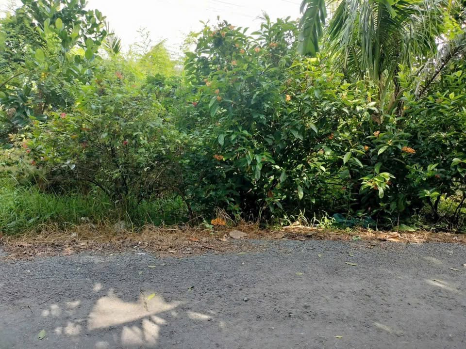 Đất thổ cư 52m² tại Ô Môn, Cần Thơ giá 290 triệu - Đầu tư sinh lời tuyệt vời!