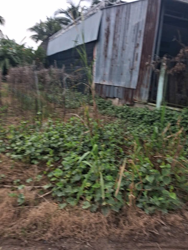 Đất nền Tân Thạnh, Hồng Ngự 180m² giá 350 triệu - Đầu tư an toàn, vị trí đẹp!