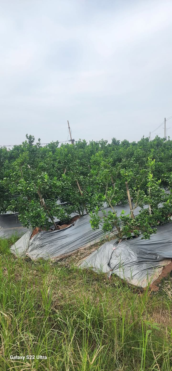 Đất Phú Đô Nam Từ Liêm 88m² giá 8.8 tỷ - Ngõ to thông tứ phía, chính chủ!