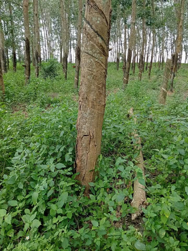 Đất nền Ea Pil M'Đrắk Đắk Lắk 120.000m² giá 12 tỷ - Sổ đỏ chính chủ, đầu tư sinh lời!