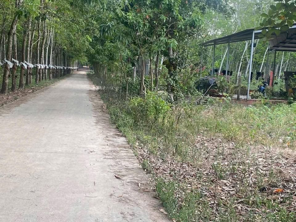 Đất nền Minh Tân - Dầu Tiếng 3000m² giá 1 tỷ - Đầu tư sinh lời ngay!