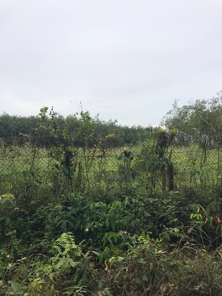 Đất nền 4081m² Định An 2 tỷ - Mặt tiền 48m, cơ hội đầu tư tốt!