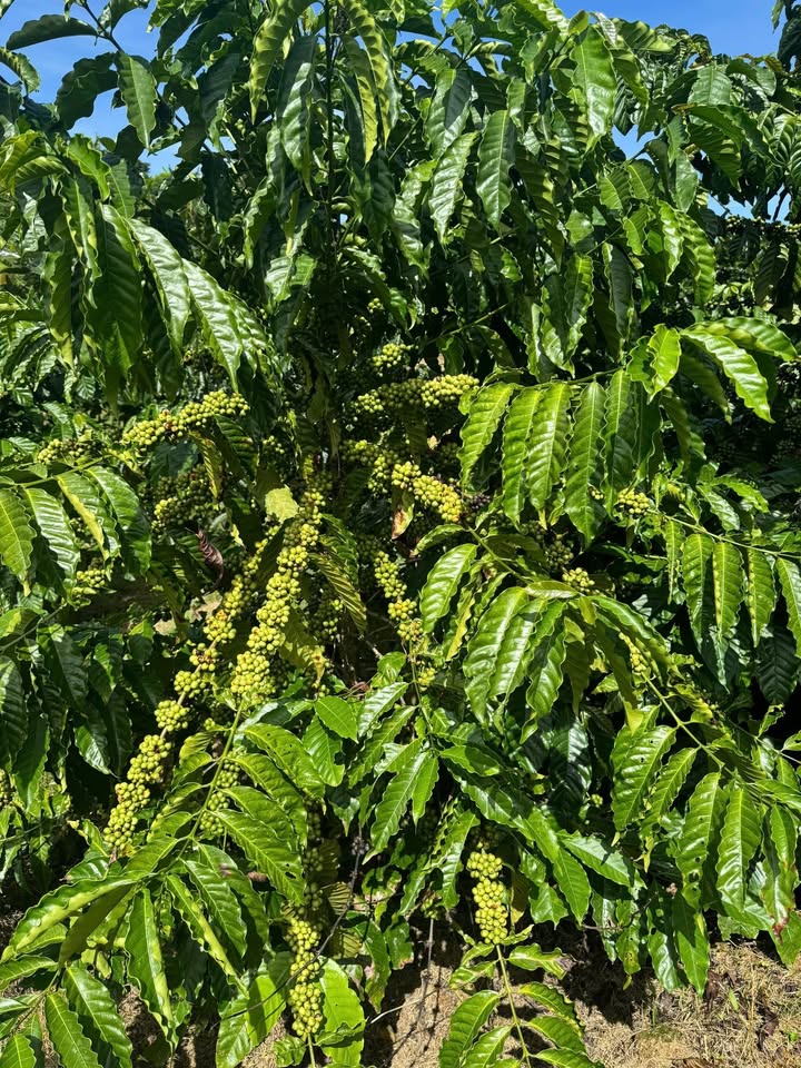 Đất thổ cư Tân Thanh Lâm Hà 700m² giá 1.8 tỷ - Mặt đường nhựa 725, cơ hội đầu tư tuyệt vời!