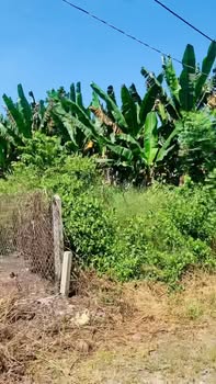 Đất thổ cư Long Hoa Tây Ninh 162m² giá 99 triệu - Cơ hội đầu tư tuyệt vời!