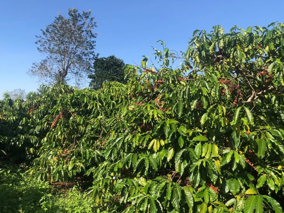 Farm đất đỏ Ia Ka, Chư Păh 12.000m² giá 2.8 tỷ - Cơ hội đầu tư tuyệt vời!