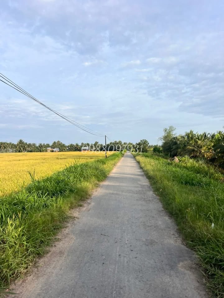 Đất nông nghiệp Càng Long, Trà Vinh 15.000m² giá chỉ 3 tỷ - Mặt tiền đường bê tông
