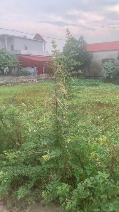 Lô đất thổ cư tại xã Xuân Phong, 126m² - Cơ hội đầu tư tuyệt vời!