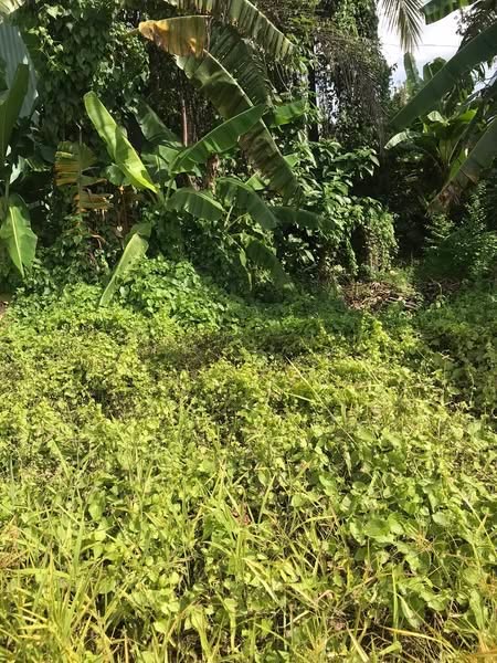 Đất lô góc tại Tỉnh Lộ 864, Cai Lậy 200m² chỉ 1.85 tỷ - Đầu tư sinh lời cao!