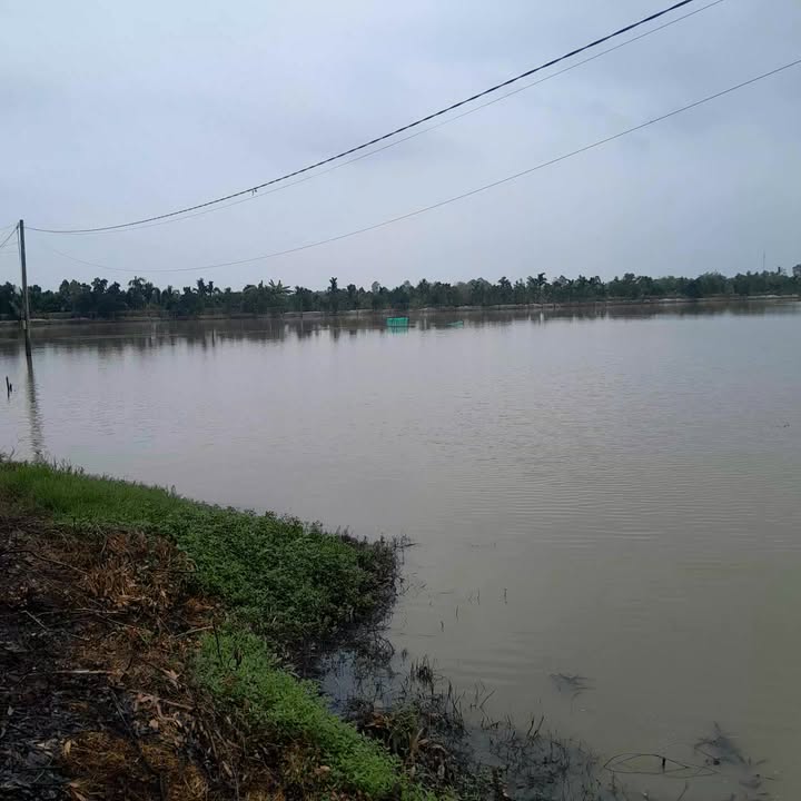 Đất nông nghiệp tại Hậu Mỹ Bắc A, Cái Bè 13000m² giá 4.16 tỷ - Cơ hội đầu tư tuyệt vời!