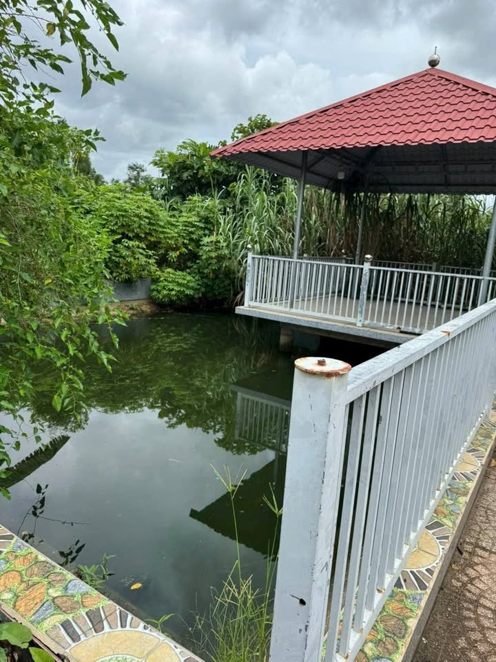 Nhà vườn Củ Chi 933m² giá 4.3 tỷ - Nhà kiên cố, hồ cá đẹp!