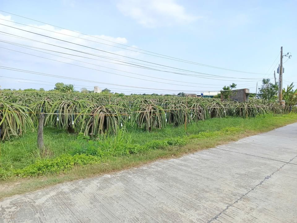 Bán lô đất cây trồng lâu năm tại thôn Đại Lộc, Bình Thuận 4500m² - Giá chỉ 8.1 tỷ