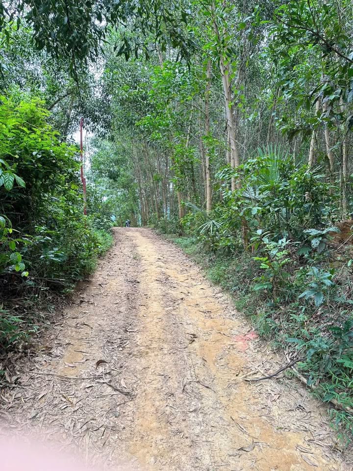 Đất vườn Khánh Hiệp Khánh Vĩnh 1327m² giá 299 triệu - Đường ô tô tận nơi!