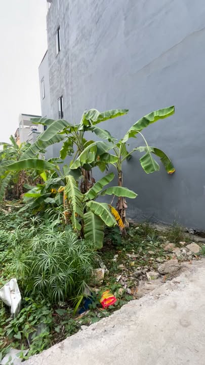 Đất nền Tả Thanh Oai 50m² giá thỏa thuận - Lô góc, ô tô vào nhà!