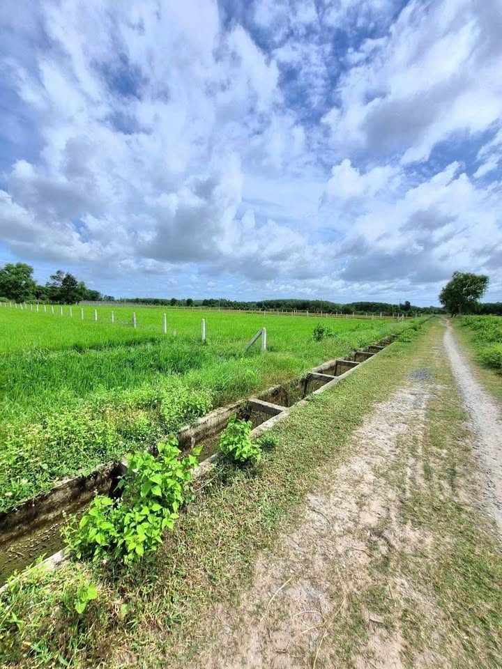 Đất nông nghiệp gần Tỉnh Lộ 7, xã Thái Mỹ 1462m² - Giá 1.5 tỷ thương lượng