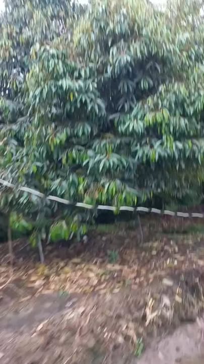 Farm 4.500m² Hòa Khánh Cái Bè giá 550 triệu - Sổ đỏ chính chủ!